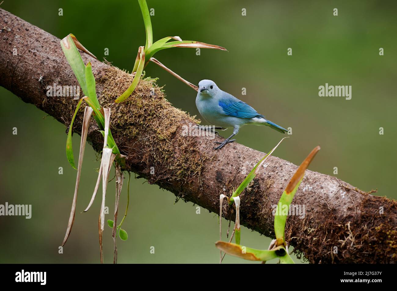 Oiseau de Tanager bleu-gris (Thraupuis episcopus), Maquenque Eco Lodge, Costa Rica, Amérique centrale Banque D'Images