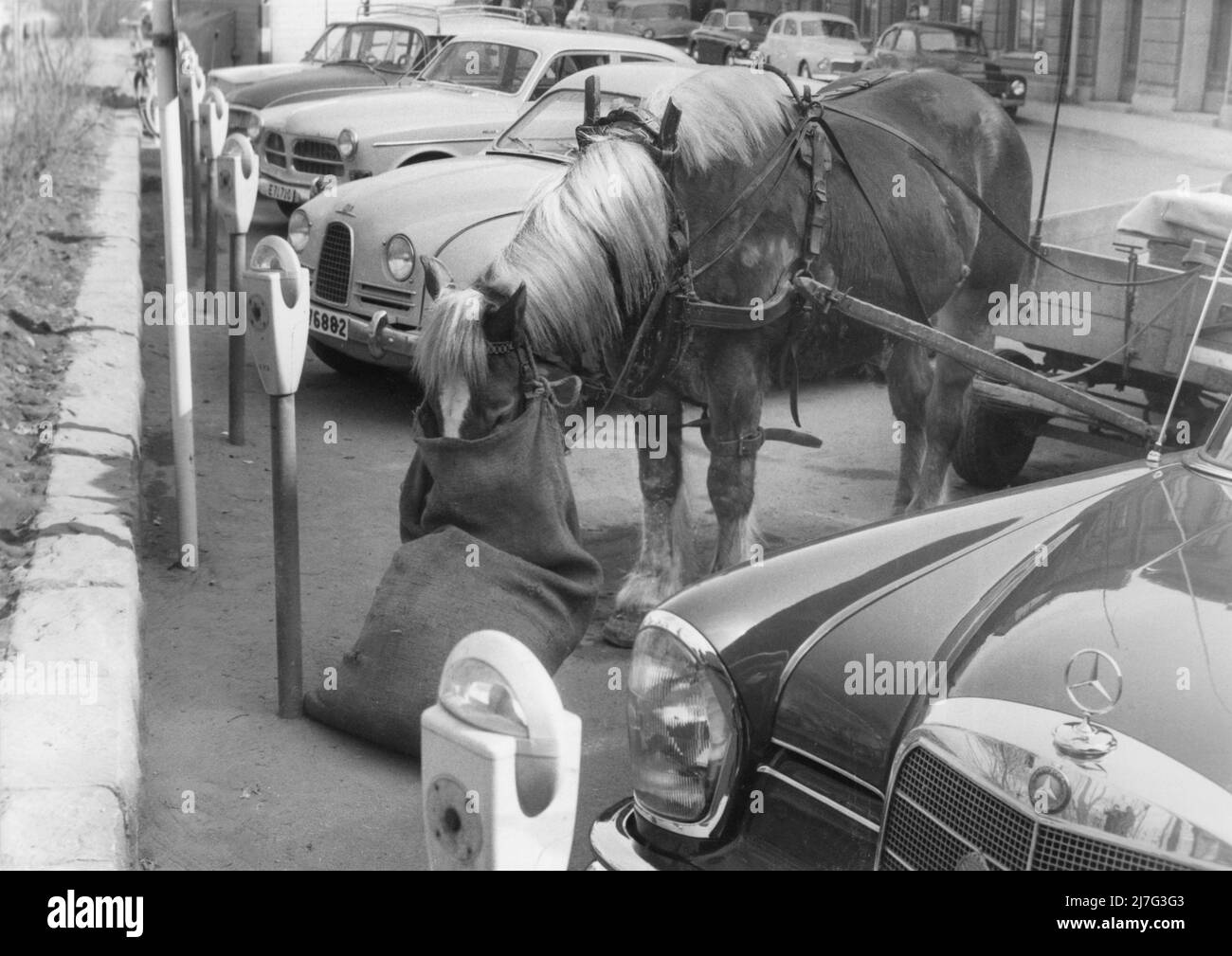 Dans le 1950s. Une décennie où les chevaux ont commencé à se départir des rues et les voitures et les camions ont pris le transport des personnes et des marchandises. Certains étaient encore autour et l'image montre un cheval 'garée' comme une voiture à un mètre, manger à partir d'un sac de foin. Suède 1950s Banque D'Images