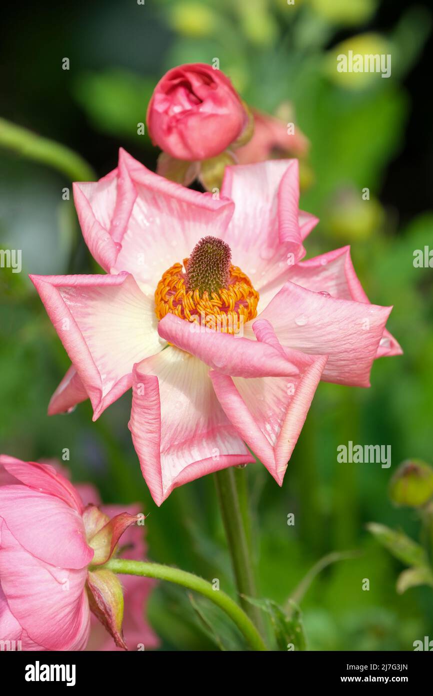 Ranunculus Rococo Pink 'Rocpink' (série Rococo), gros plan de la fleur rose Banque D'Images