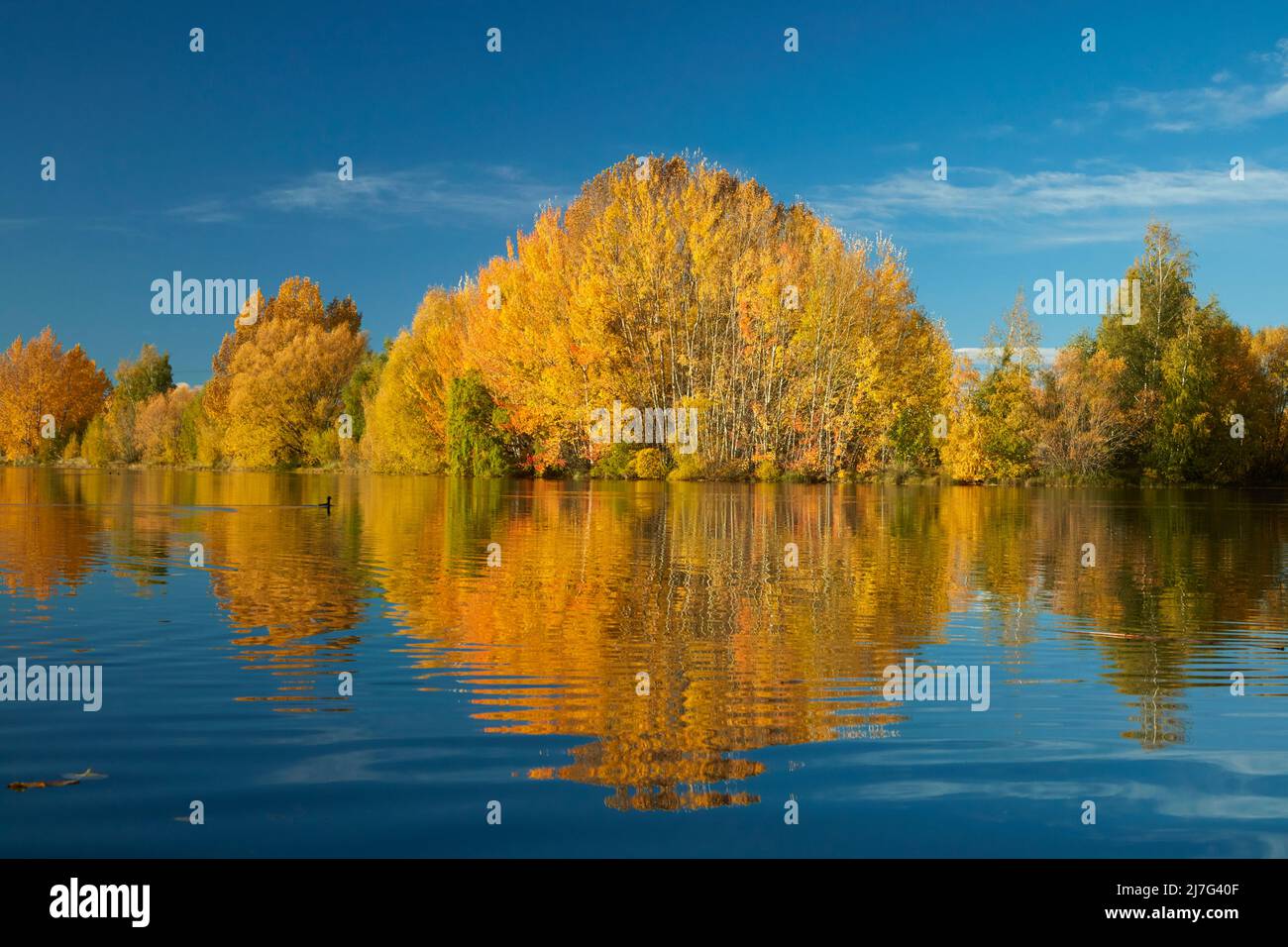 Réflexions d'automne dans l'étang de Kellands, près de Twizel, le district de Mackenzie, North Otago, South Island, Nouvelle-Zélande Banque D'Images