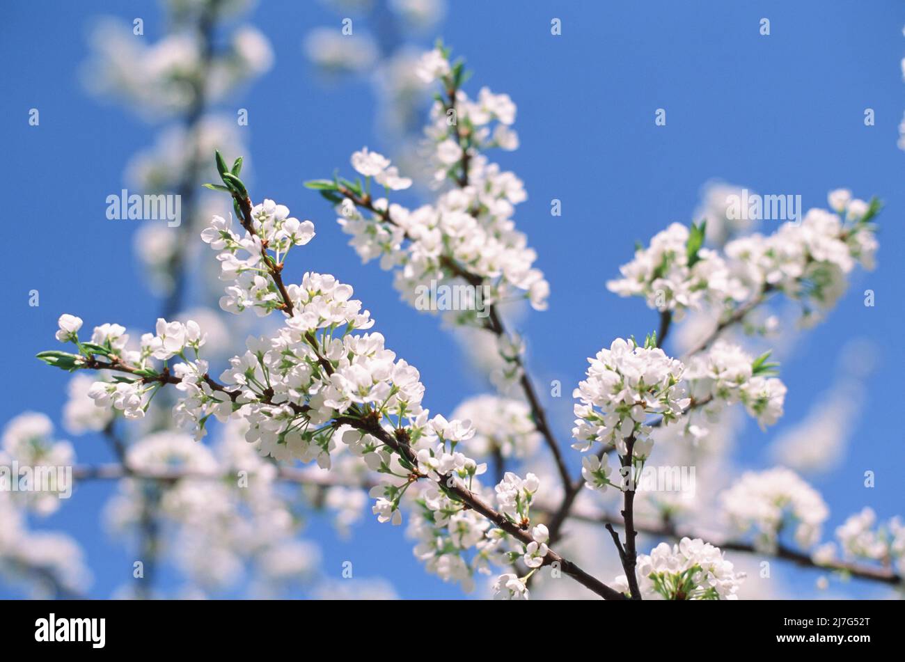 Fleurs blanches de pommier en fleur au printemps contre le ciel bleu sur une macro Sunny jour gros plan dans la nature à l'extérieur. Photographie de film Banque D'Images