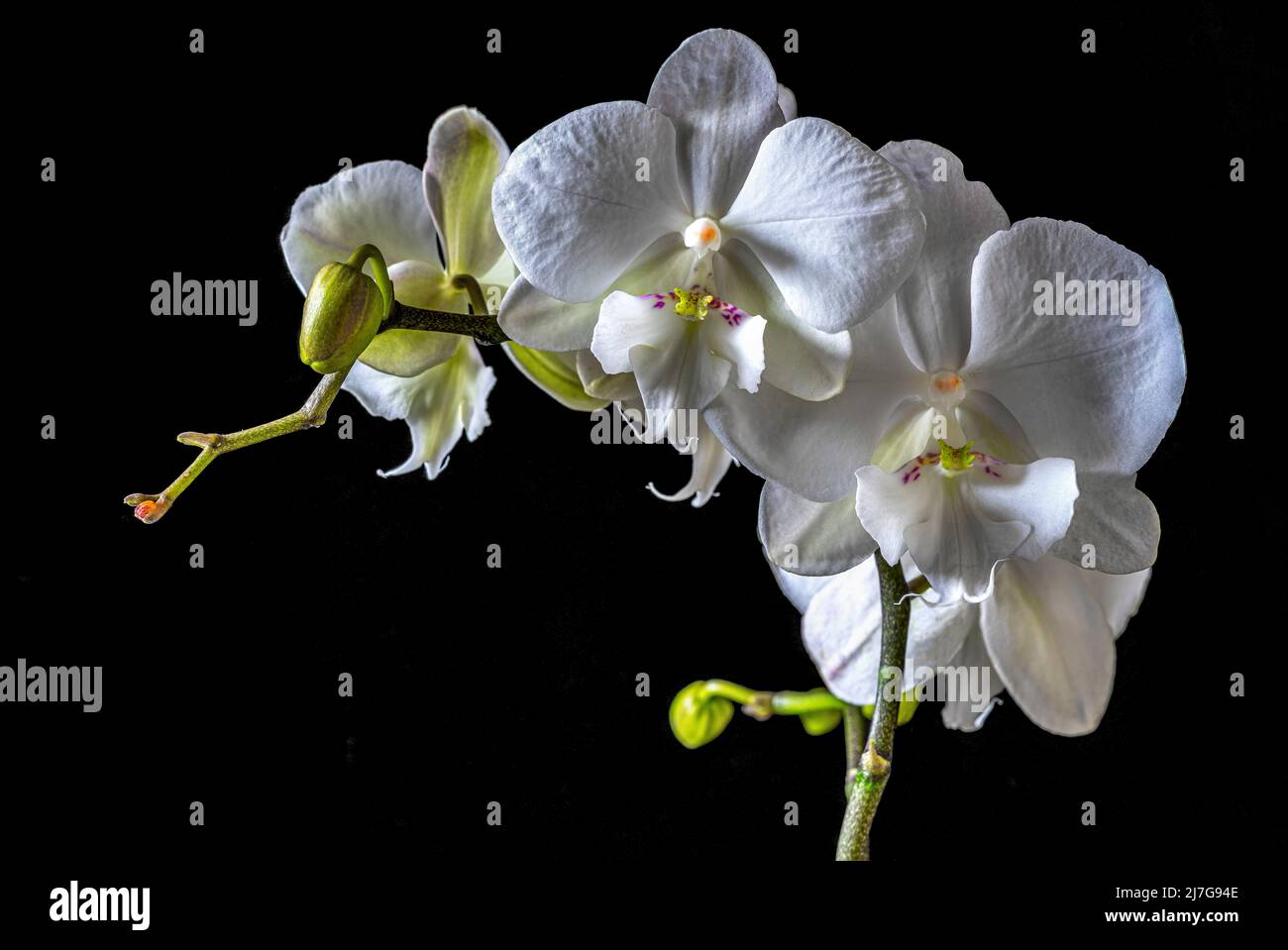 Fleurs d'orchidées de papillon, orchidée de Phalaenopsis (blanc de Phalaenopsis), rétro-éclairé sur fond noir. Abruzzes, Italie, Europe Banque D'Images