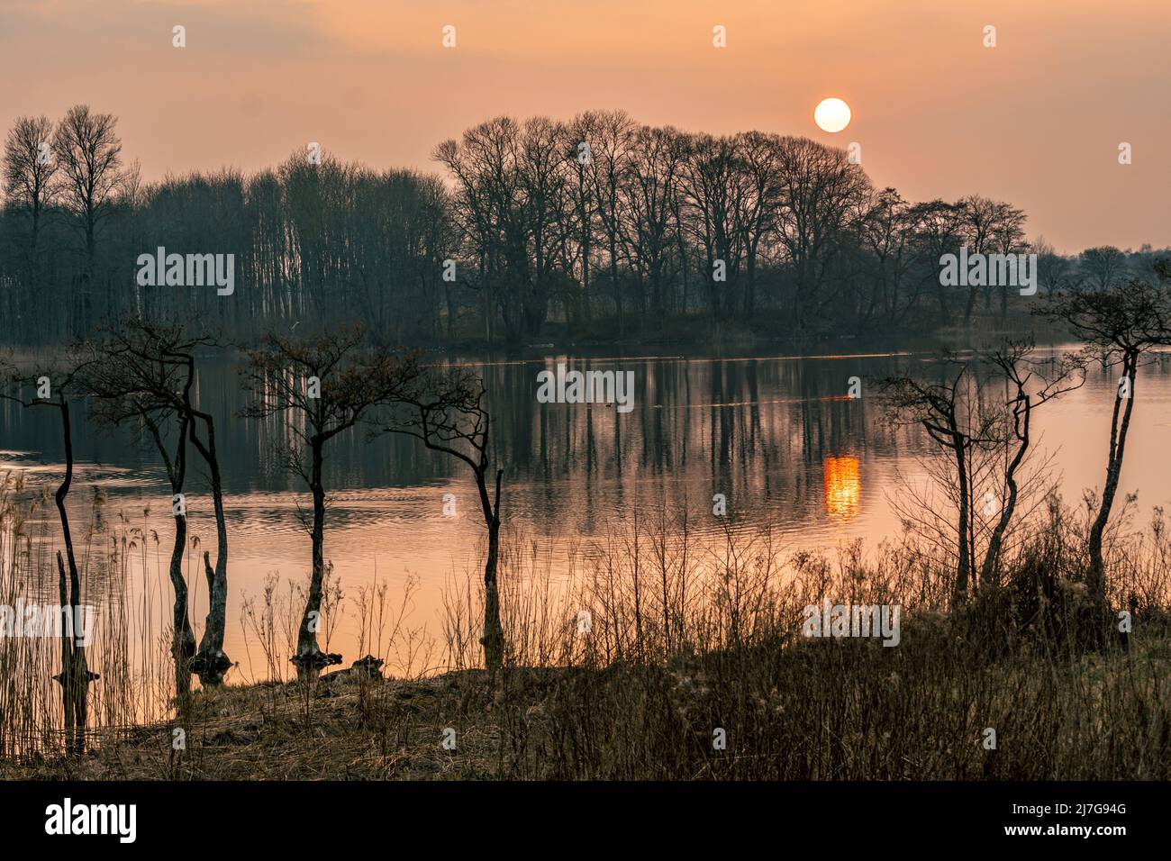 Paysage avec les eaux du lac coloré par les couleurs chaudes d'un coucher de soleil de printemps. Arbres en silhouette. Danemark, Europe Banque D'Images