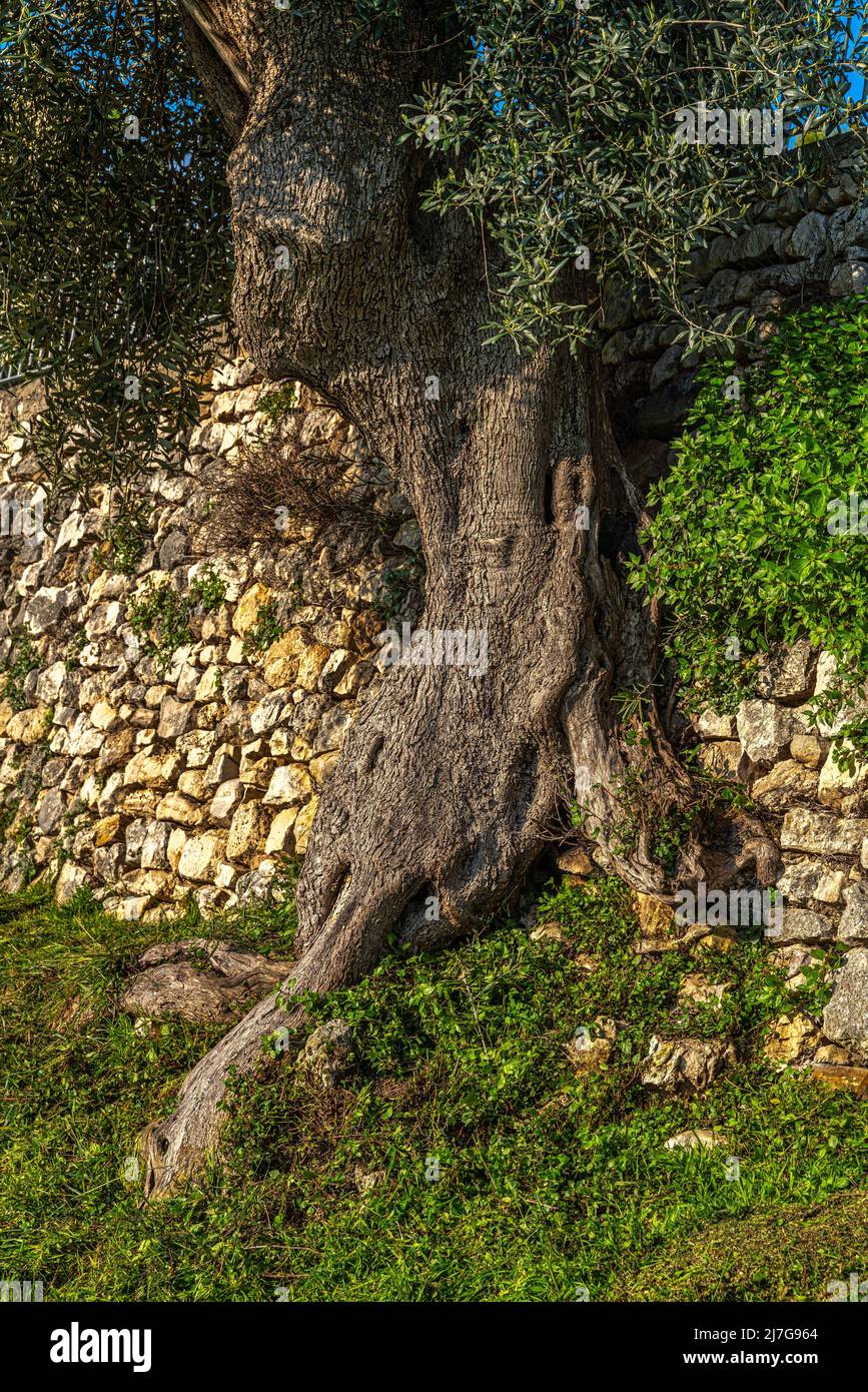 Un olivier vieux de plusieurs siècles cultivé près d'un mur de pierre au sanctuaire du Santissimo Crocefisso di Varano. ISCHITELLA, Pouilles Banque D'Images