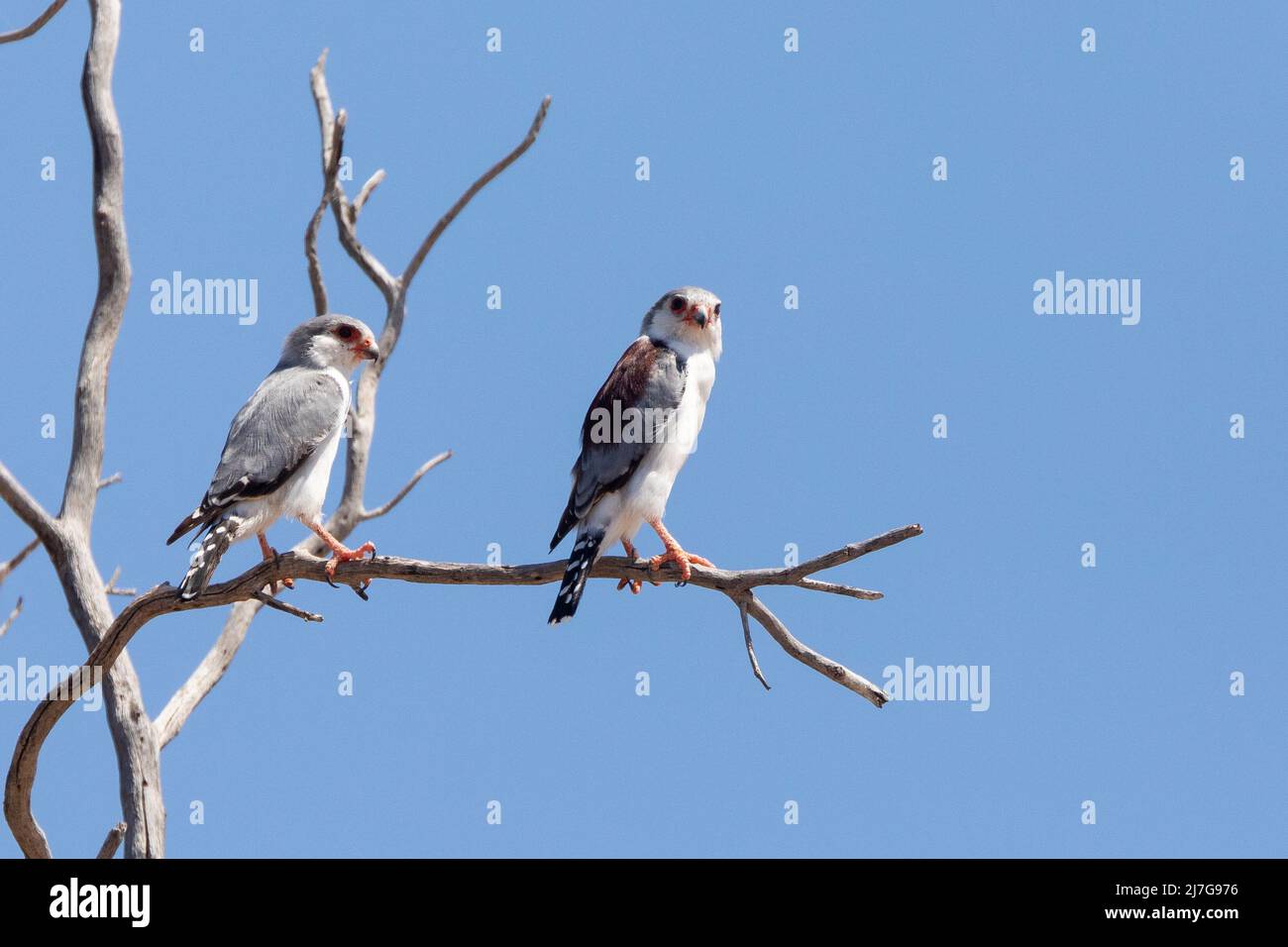 Paire de faucon pygmée (Polihierax semitorquatus) Parc transfrontalier Kgalagadi, Kalahari, Cap Nord, Afrique du Sud Banque D'Images