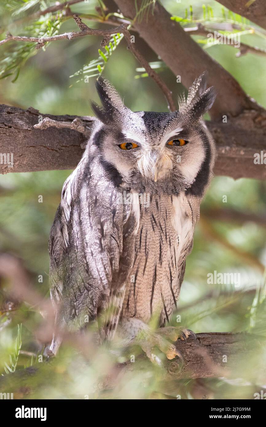 South White-face Scops Owl (Ptilopsis granti) Parc transfrontalier Kgalagadi, Kalahari, Cap Nord, Afrique du Sud Banque D'Images