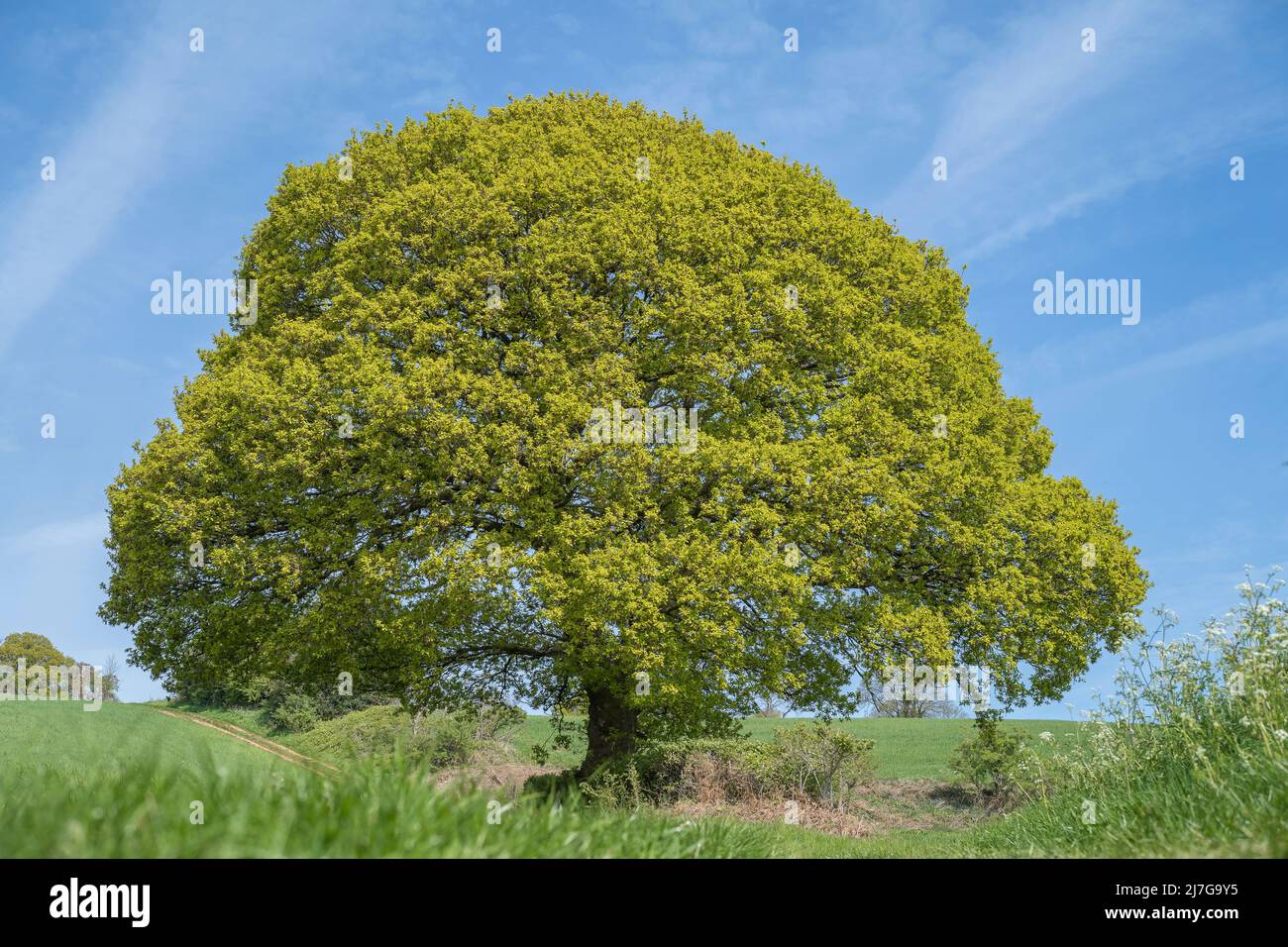 Beau, grand chêne anglais (Quercus robur) dans le feuillage printanier debout isolé dans la campagne britannique. Banque D'Images