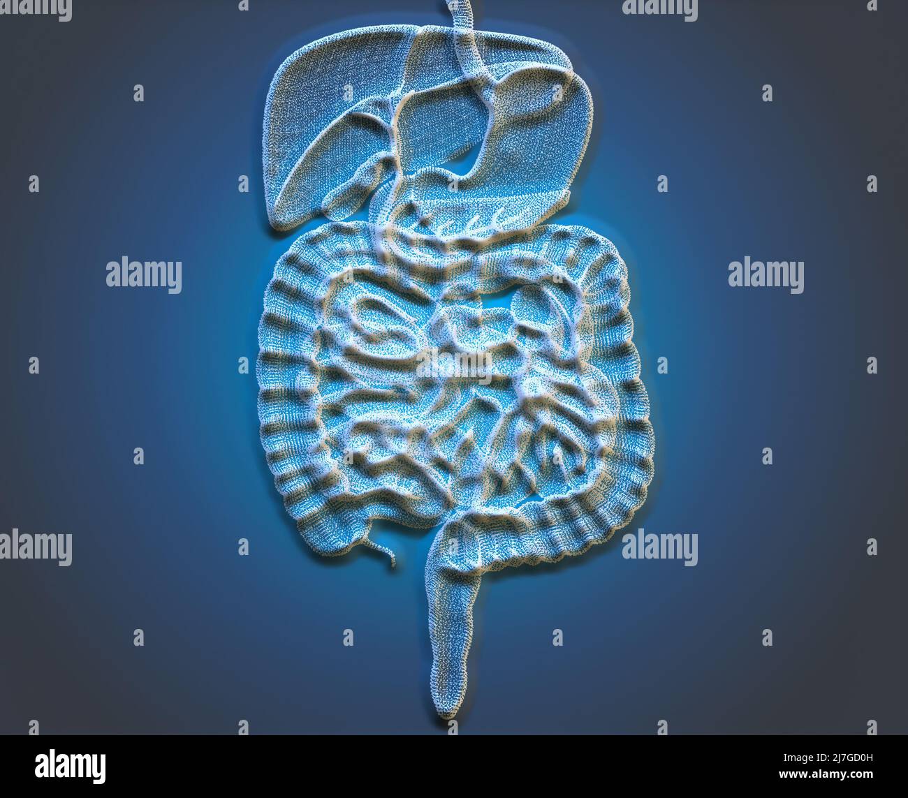 Corps humain, système digestif, anatomie. Intestin. Agrandissement du secteur abdominal. Douleurs abdominales. 3d rendu Banque D'Images