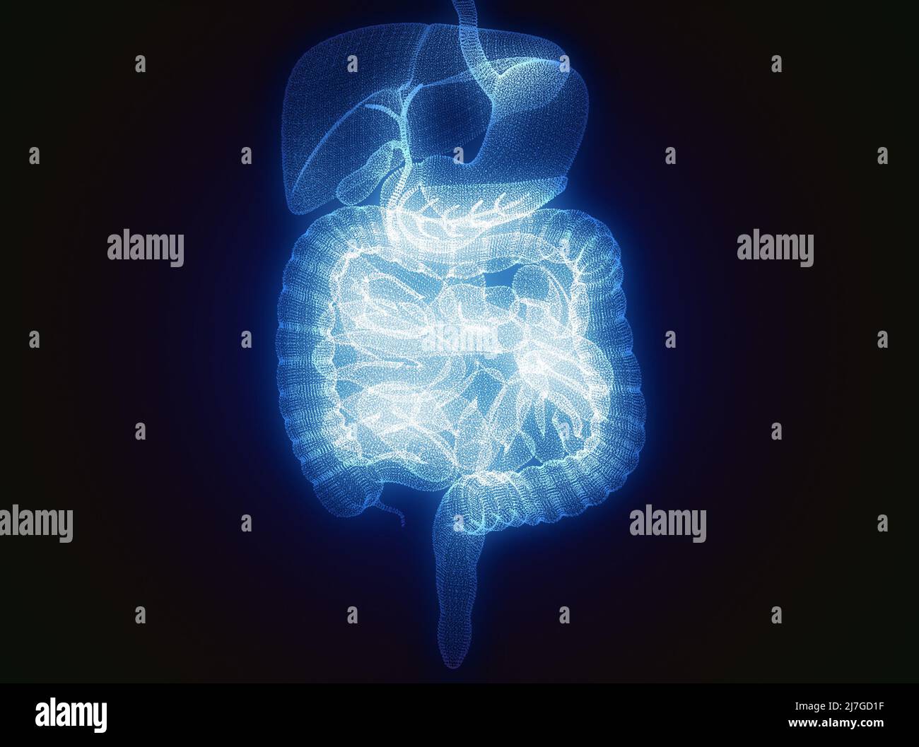 Corps humain, système digestif, anatomie. Intestin. Agrandissement du secteur abdominal. Douleurs abdominales. 3d rendu Banque D'Images