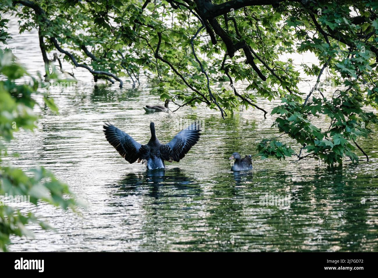 Lyon (France), 6 mai 2022. Une oie étalant ses ailes sous les branches d'arbres par un lac. Banque D'Images