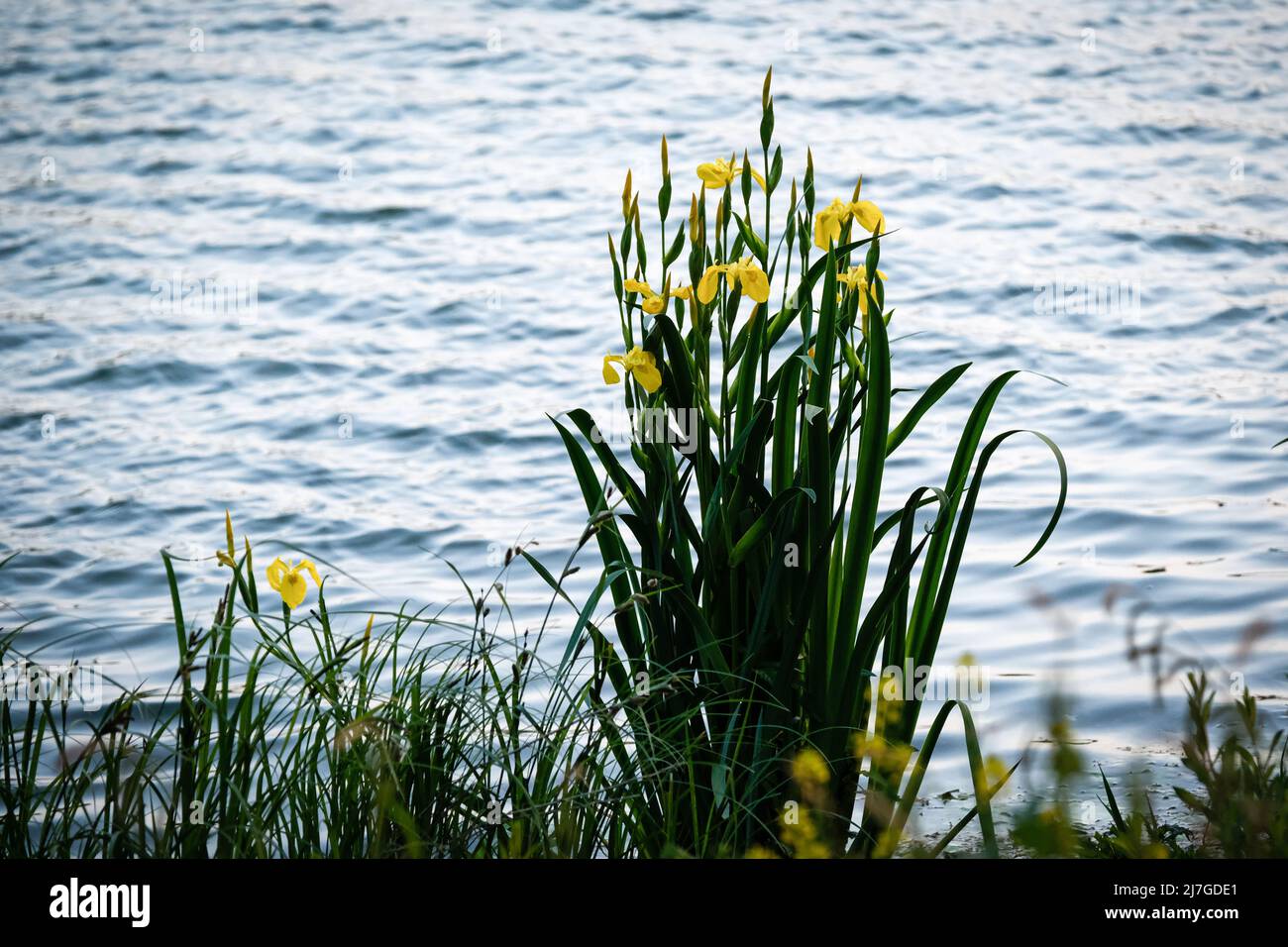 Lyon (France), 6 mai 2022. Marais irise au bord d'un lac. Banque D'Images