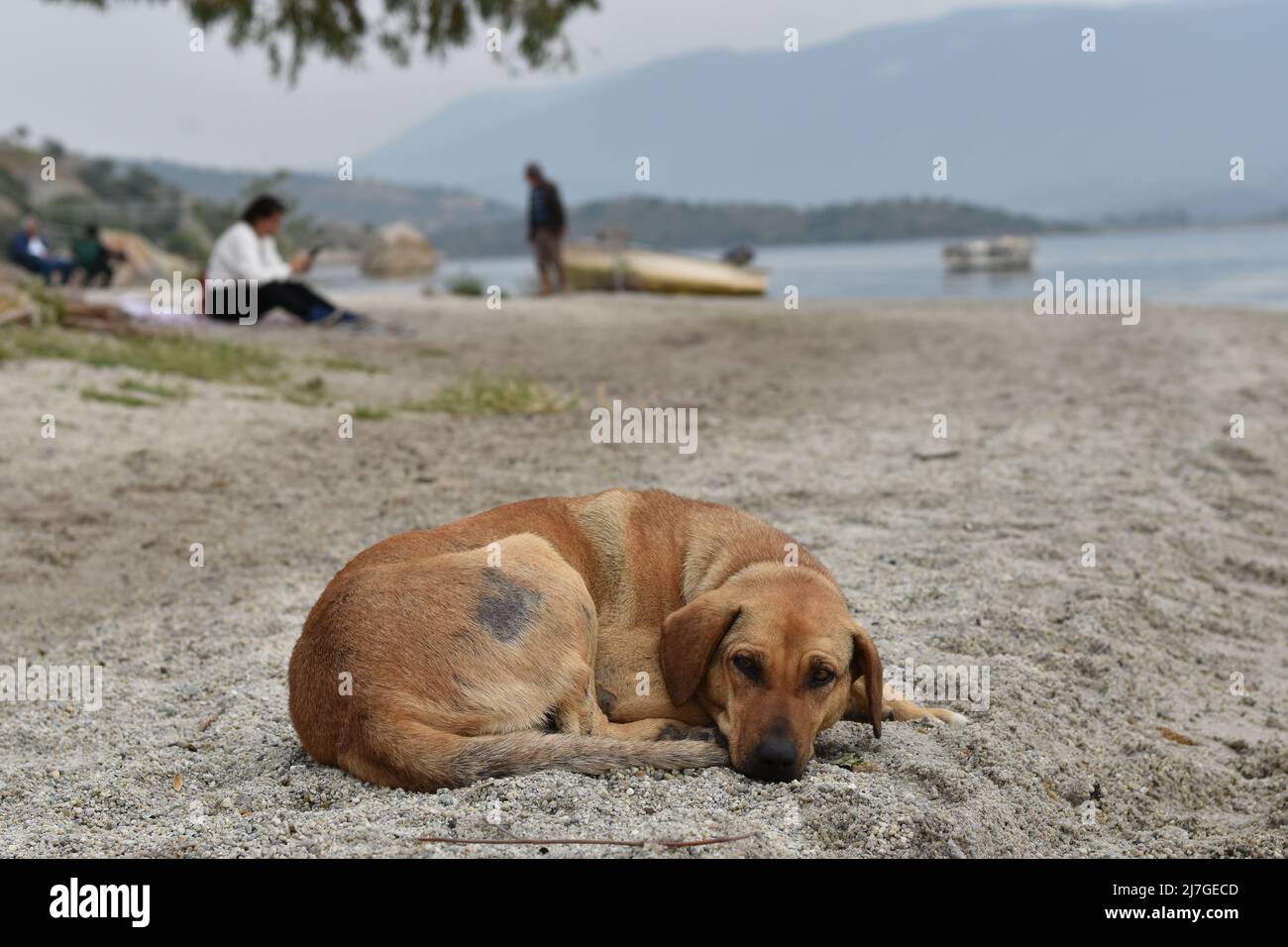 Chien de rue dormant sur la rive du lac BAFA dans l'ouest de la Turquie Banque D'Images