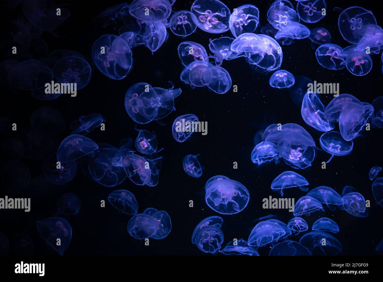 Belle réflexion de lumière sur méduse dans l'aquarium. Banque D'Images