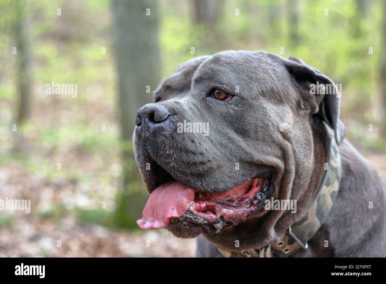 Portrait d'un chien de Cane Corso dans la forêt en Pologne Banque D'Images