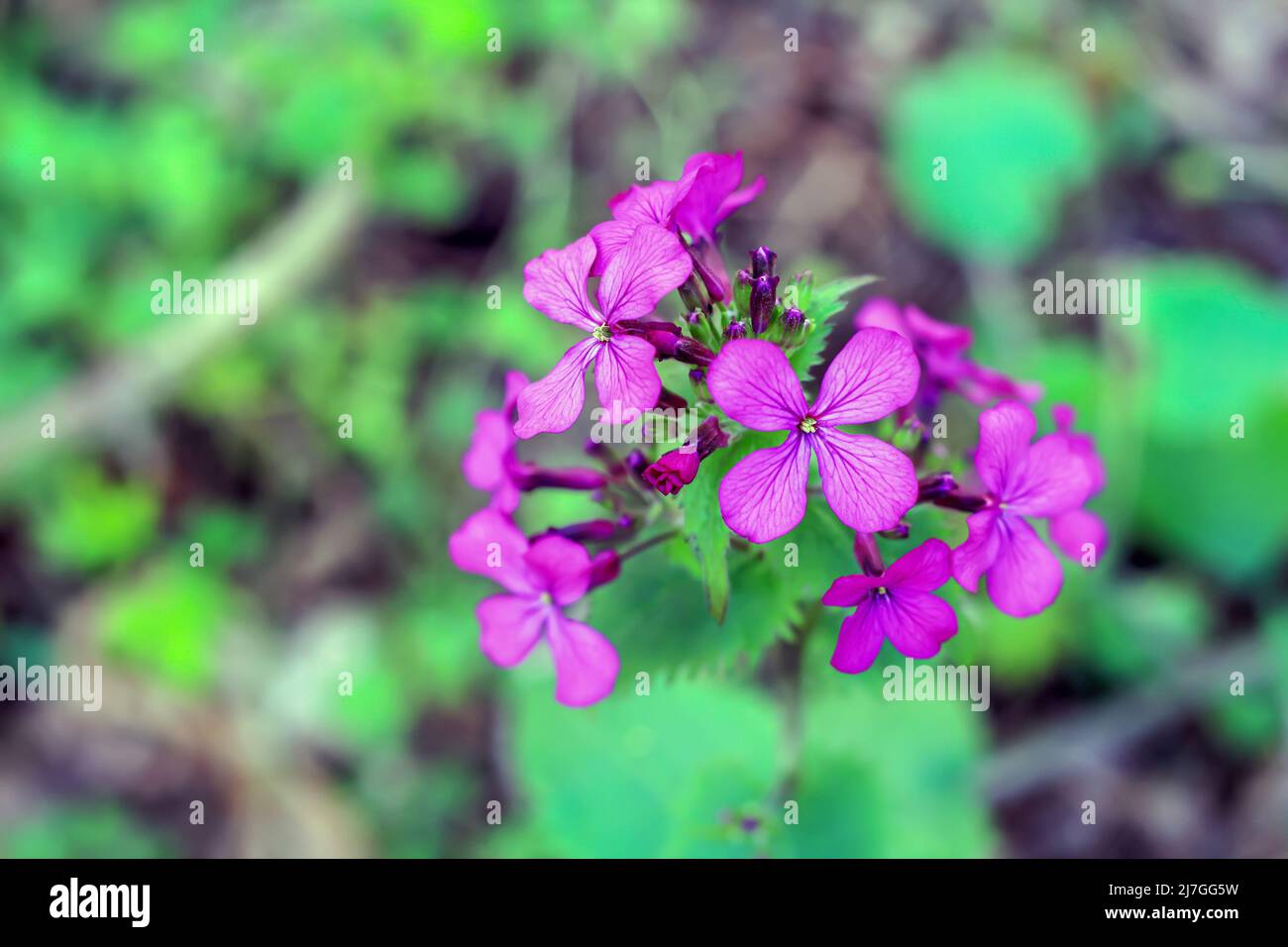 Pétales roses de la lunaria annua chedglow dans la forêt en Pologne Banque D'Images