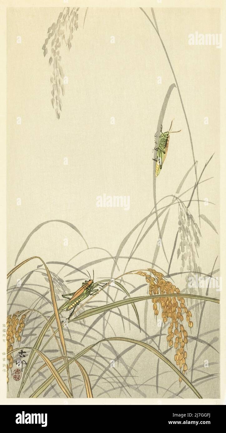 Deux sauterelles sur les plantes de gazon, par l'artiste japonais Ohara Koson, 1877 - 1945. Ohara Koson faisait partie du mouvement Shin-hanga, ou de nouveaux tirages. Banque D'Images