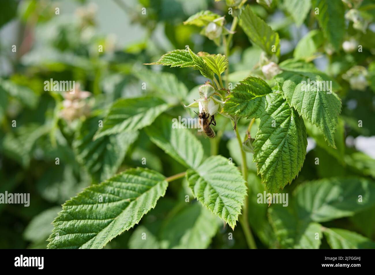 Abeille sur framboise florale Banque D'Images