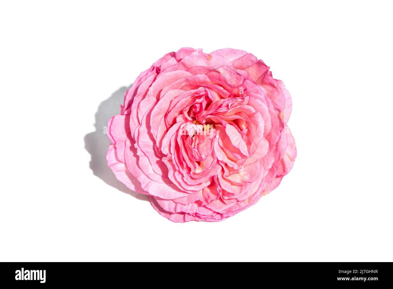 Fleur rose isolée sur fond blanc. Rosa chinensis Banque D'Images