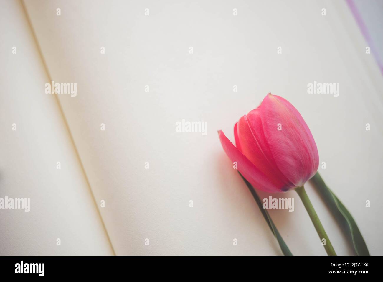 Livre ouvert avec feuilles vierges crémeuses et fleur de tulipe rose Banque D'Images