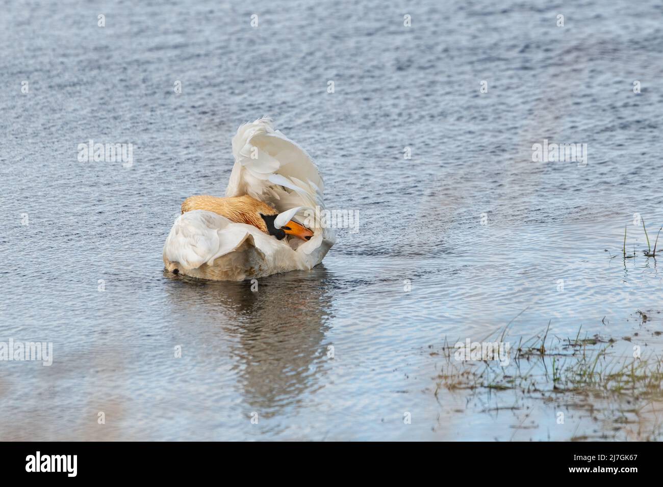 Mute Swan (Cygnus olor) lissage Banque D'Images