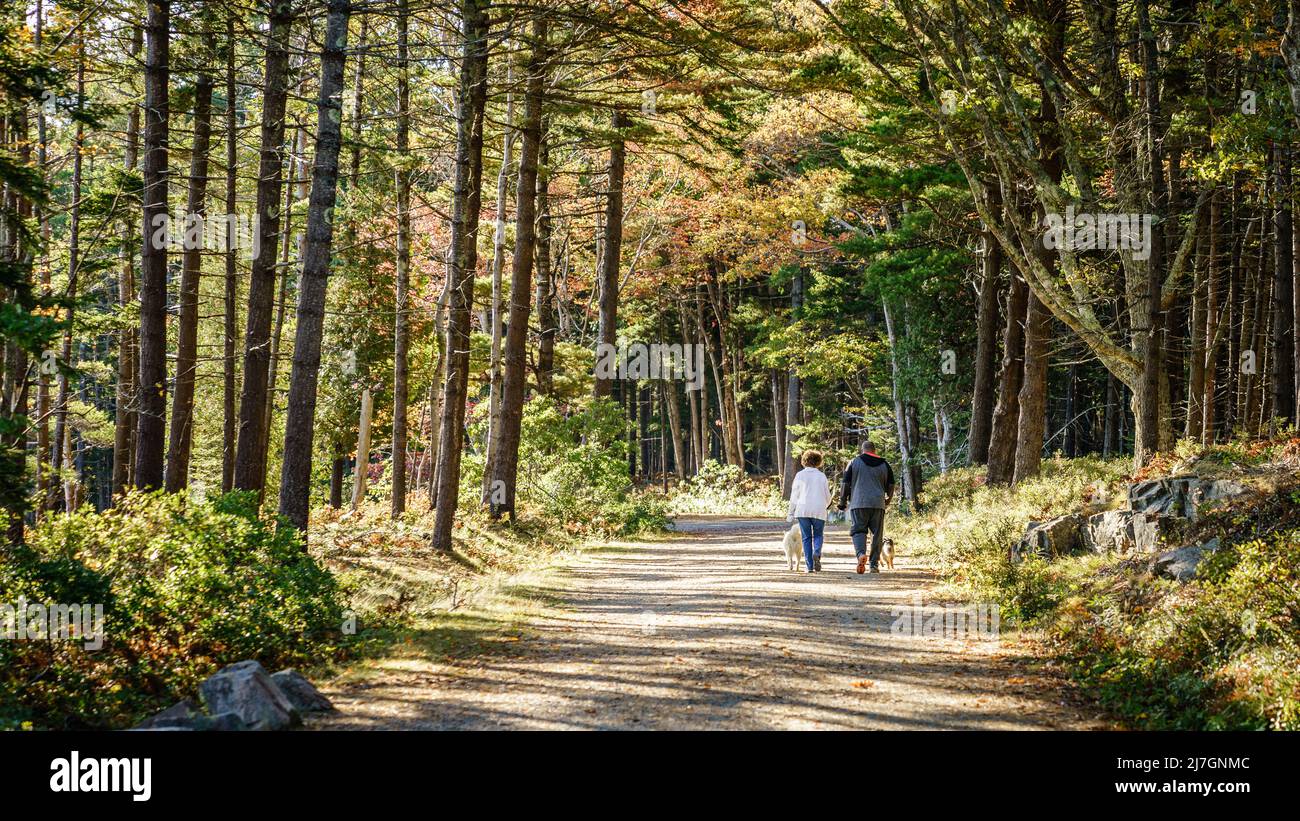 Parc national Acadia, Maine, le 5 octobre 2020 : un couple avec des chiens marche le long de Carriage Road dans le parc national Acadia à l'automne Banque D'Images