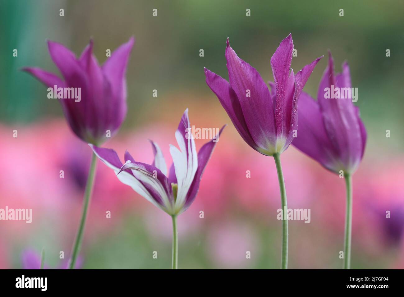 Tulipes dans le jardin de Claude Monet. Giverny, France Banque D'Images