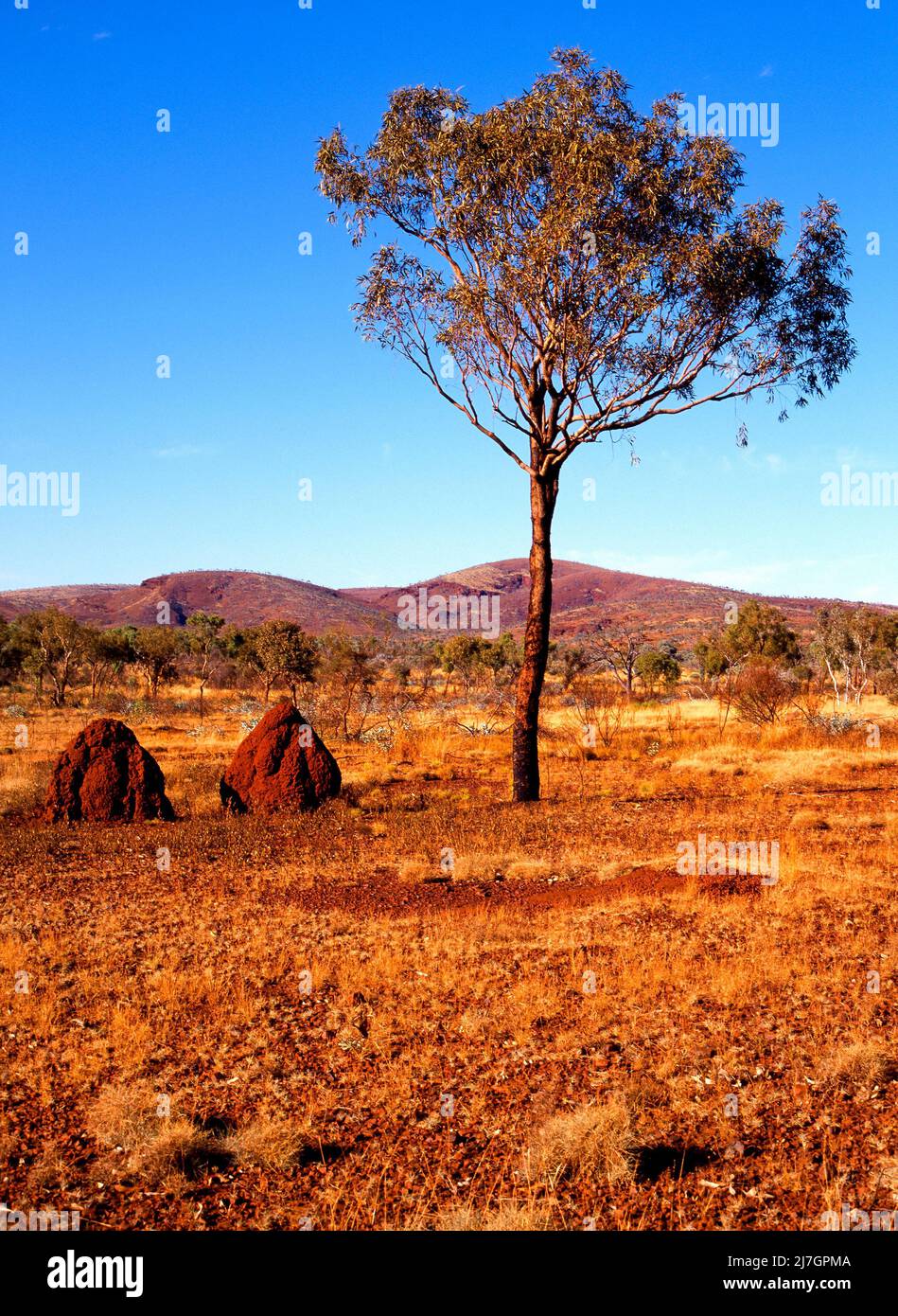 Eucalyptus Gum Tree et Termite Ant Hills, nids, parc national Karijini, Pilbara, Australie occidentale Banque D'Images