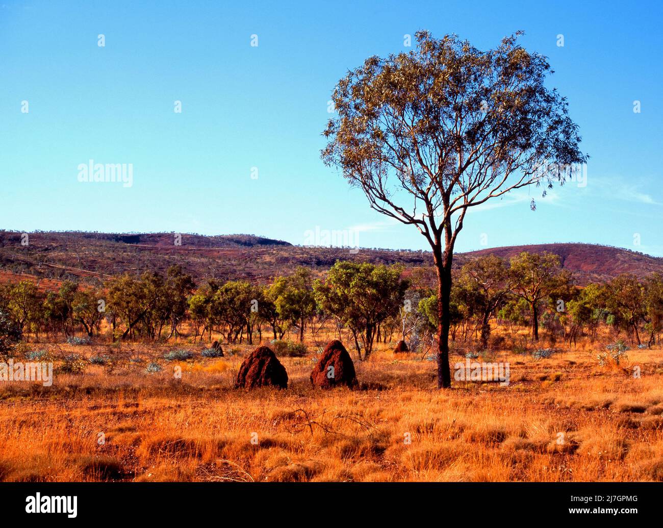 Eucalyptus Gum Tree et Termite Ant Hills, nids, parc national Karijini, Pilbara, Australie occidentale Banque D'Images