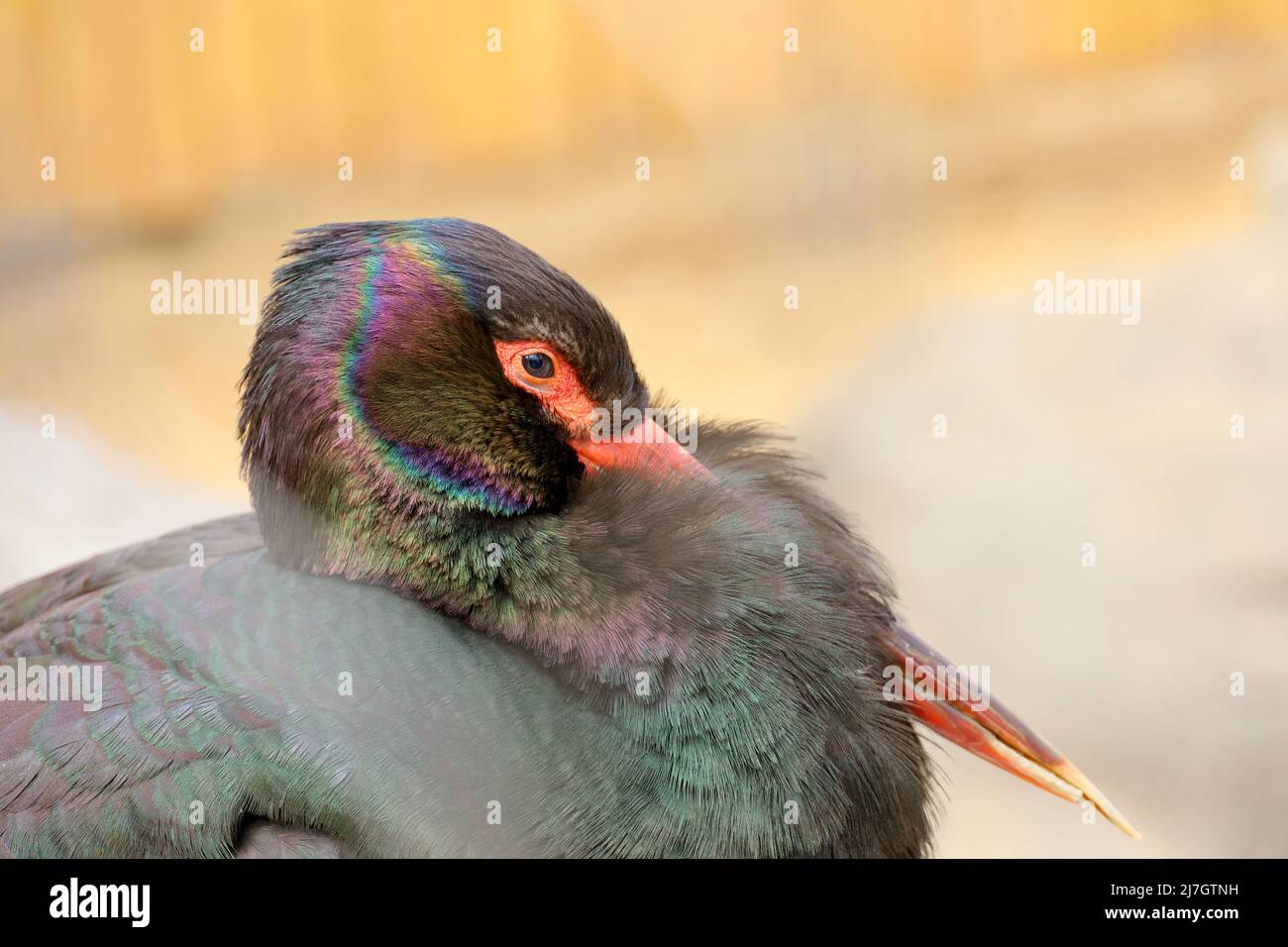 Portrait de la cigogne noire. Tête de Ciconia nigra gros plan Banque D'Images