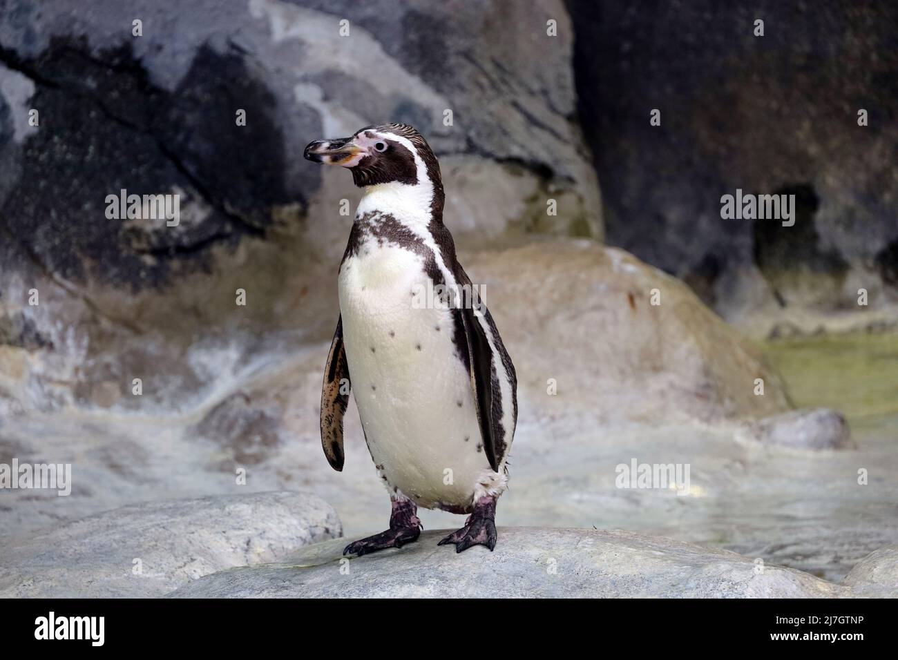 Le pingouin Humboldt se dresse sur une côte rocheuse. Pingouin sud-américain reposant après la baignade Banque D'Images