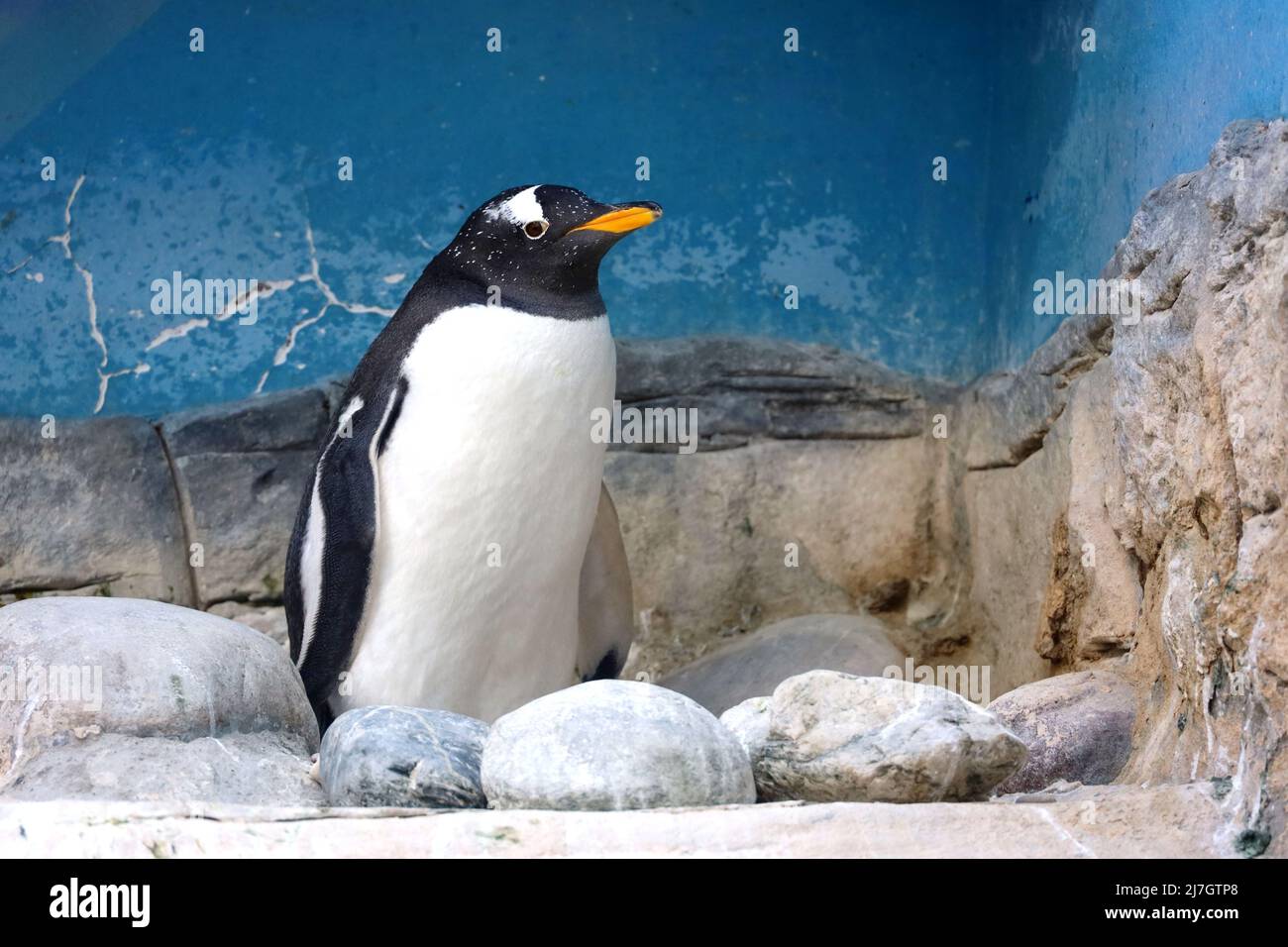 Le pingouin Gentoo se dresse sur des rochers dans un zoo. Pygoscelis papouasie se reposant après la natation Banque D'Images