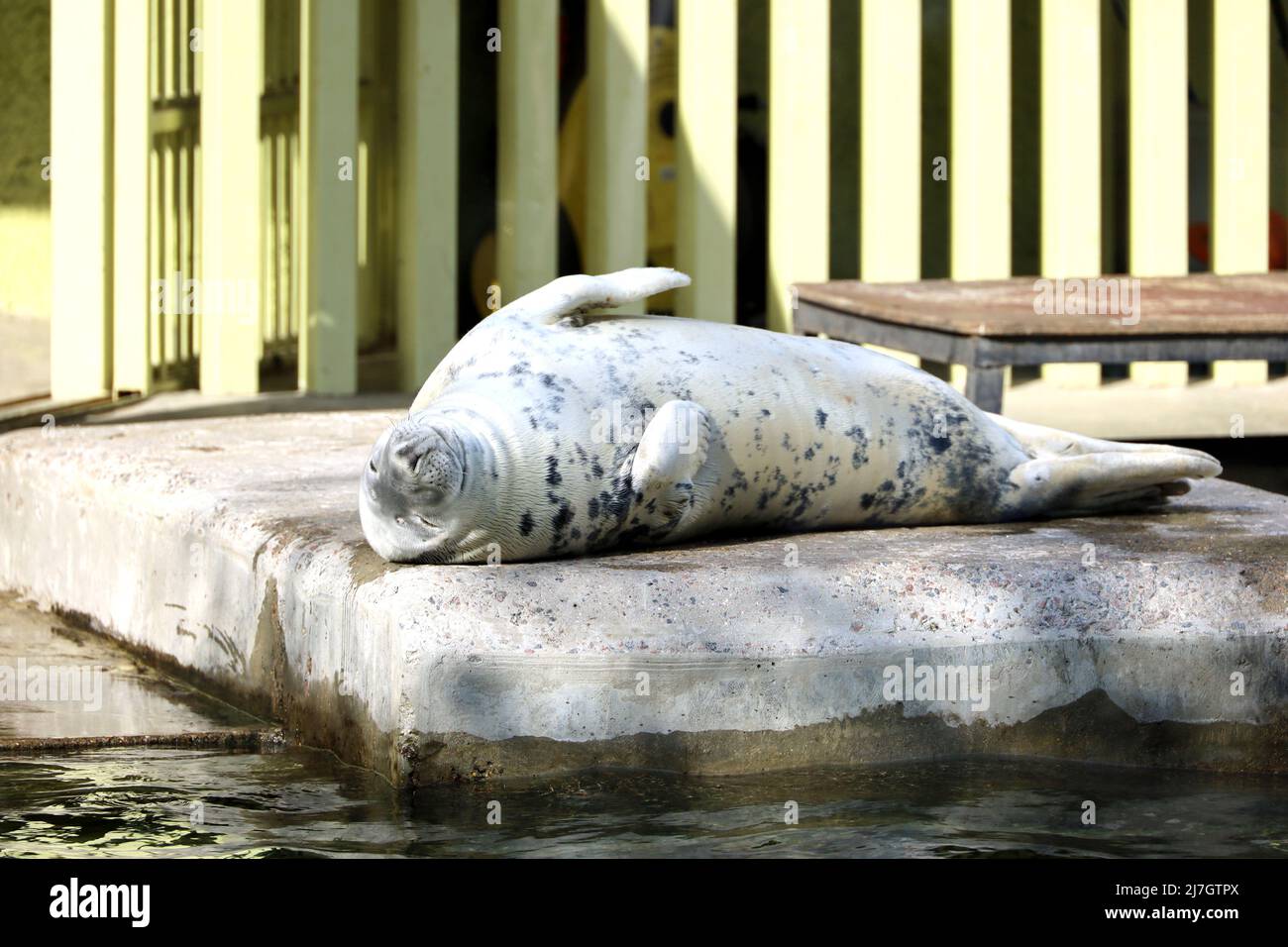 Phoque gris reposant sur une dalle de pierre dans le zoo. Halichoerus grypus couché au soleil, concept de profiter de la vie Banque D'Images