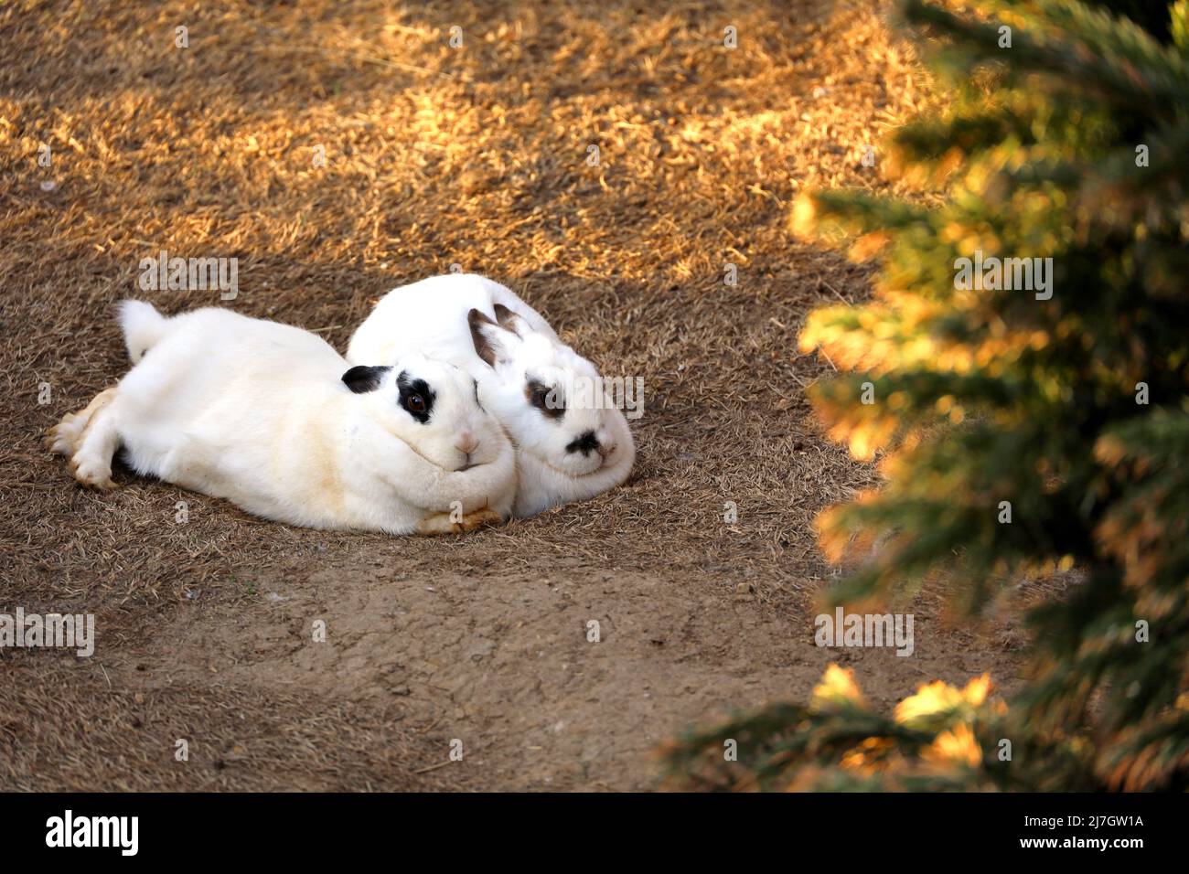 Couple de lapins blancs avec des taches noires se trouve sur l'herbe sous le soleil du soir Banque D'Images