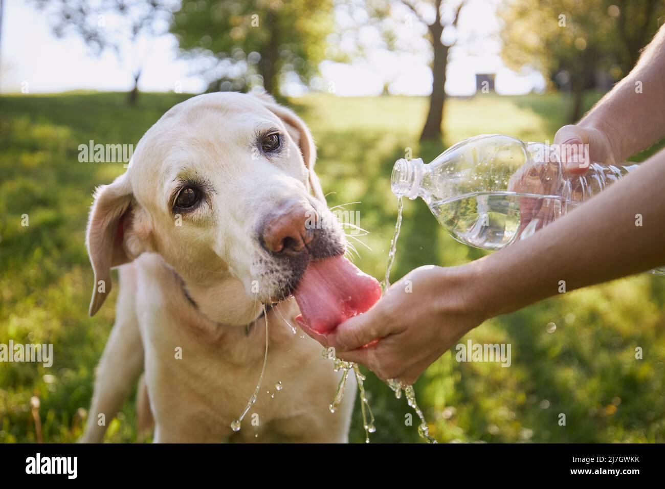 Eau potable pour chien provenant d'une bouteille en plastique. Le propriétaire de l'animal s'occupe de son labrador Retriever pendant une journée chaude et ensoleillée. Banque D'Images