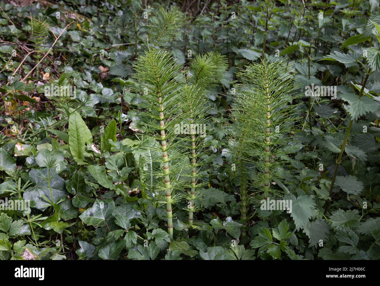 Grande fougère à cheval (Equisetum telmateia) Banque D'Images