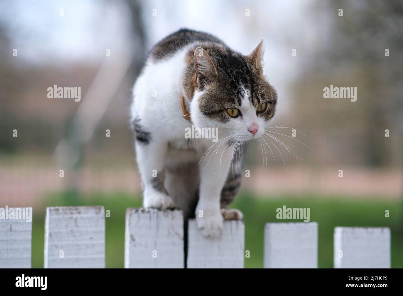 Le chat est sur la clôture. Chat en colère. Banque D'Images