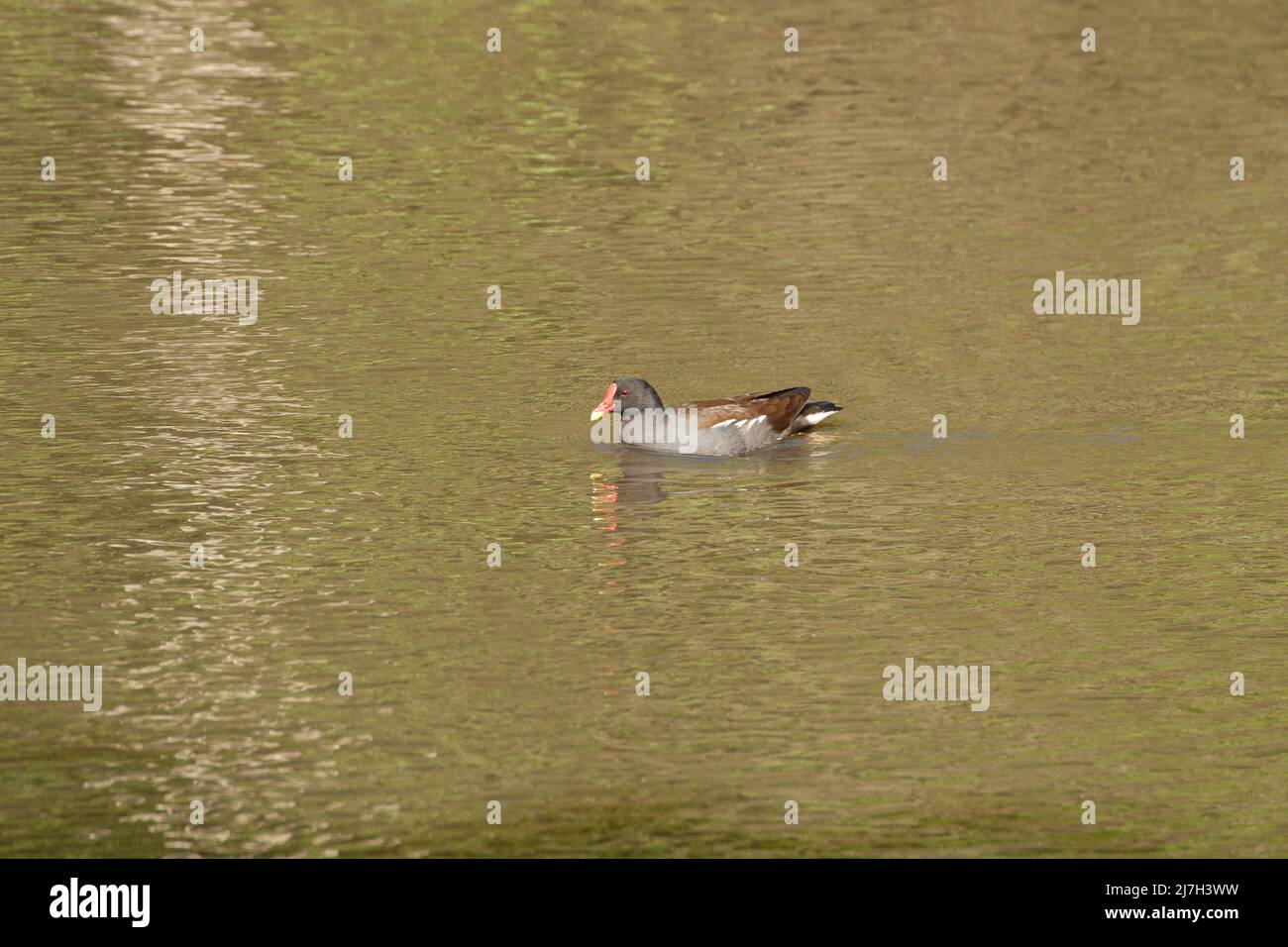 Fraise Hill Pond Epping Forest Essex Angleterre Royaume-Uni Banque D'Images