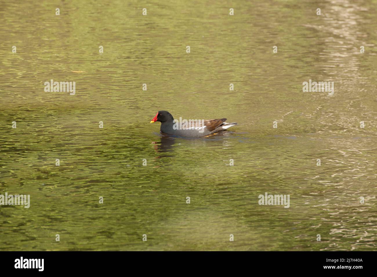 Fraise Hill Pond Epping Forest Essex Angleterre Royaume-Uni Banque D'Images