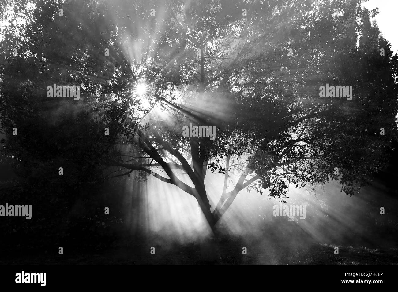 Ficus benjamina dans le jardin le matin d'une brumeuse Banque D'Images