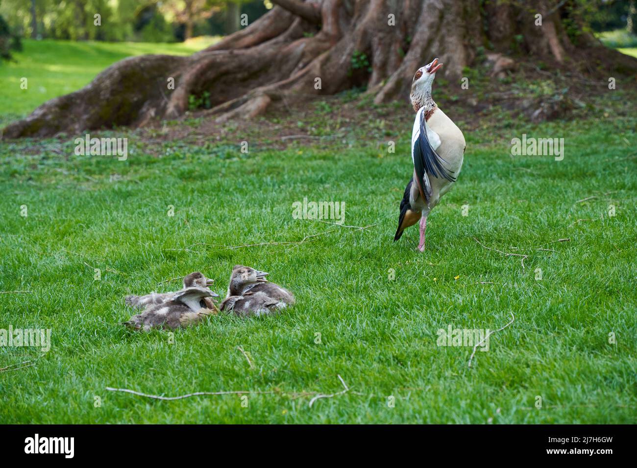 Famille des oiseaux d'eau oies égyptiennes (Alopochen aegyptiacus, Nilgans). La mère défend sa progéniture par des gestes. Prairie verte et tronc d'arbre monumental. Banque D'Images