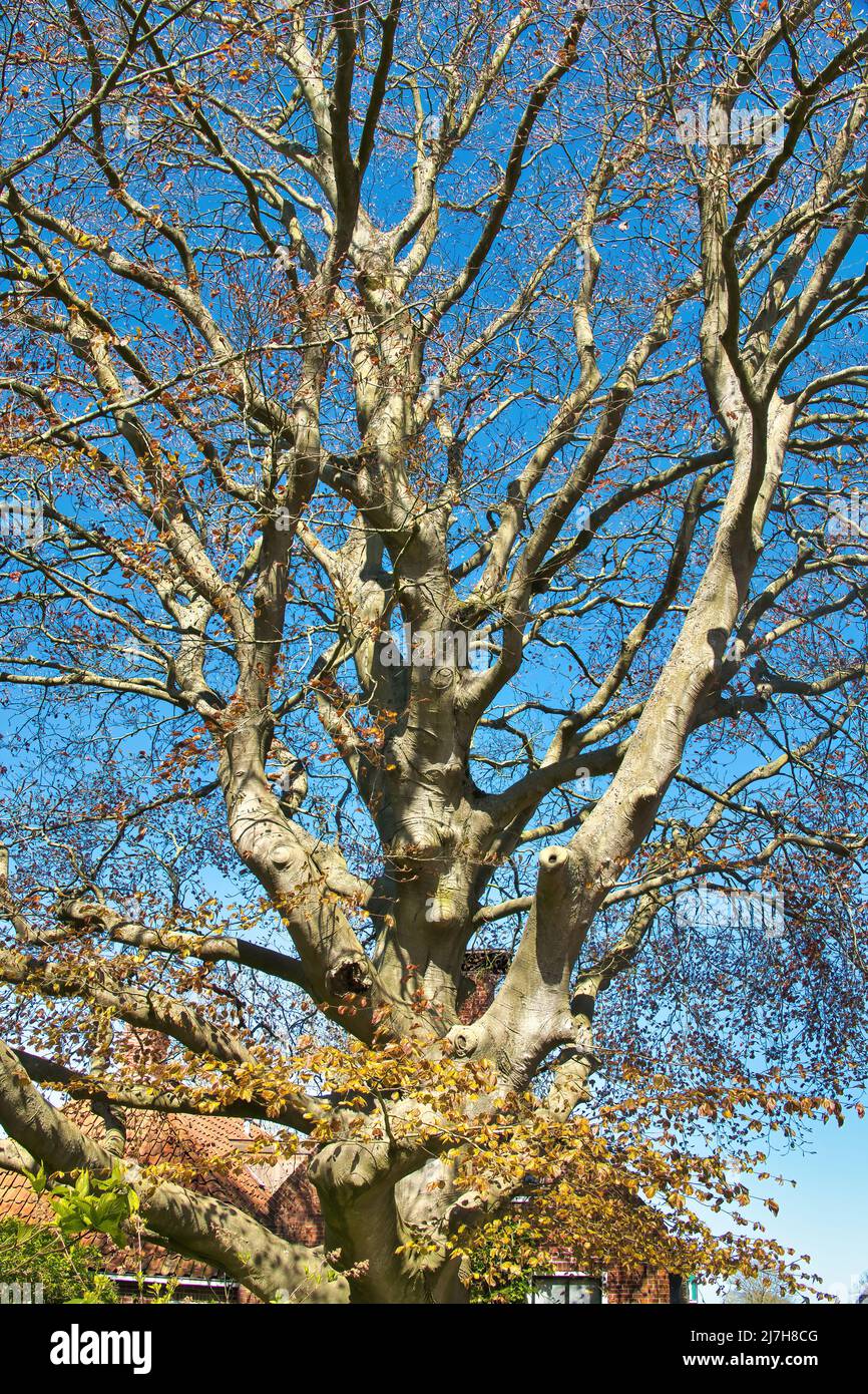 Hêtre rouge monumental (Fagus sylvatica Atropunicea) contre un ciel bleu au début du printemps. Banque D'Images