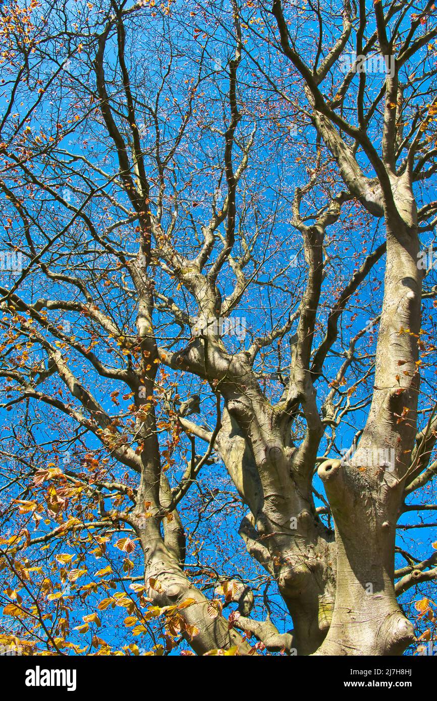 Hêtre rouge monumental (Fagus sylvatica Atropunicea) contre un ciel bleu au début du printemps. Banque D'Images