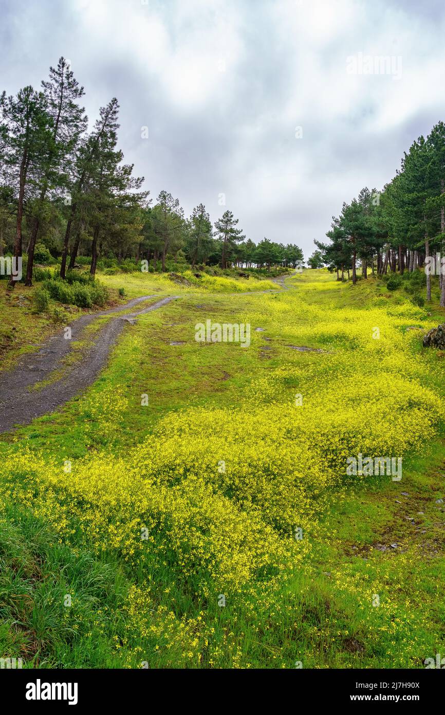 Prairie de fleurs jaunes et route de montagne pour les voitures tout-terrain. Banque D'Images