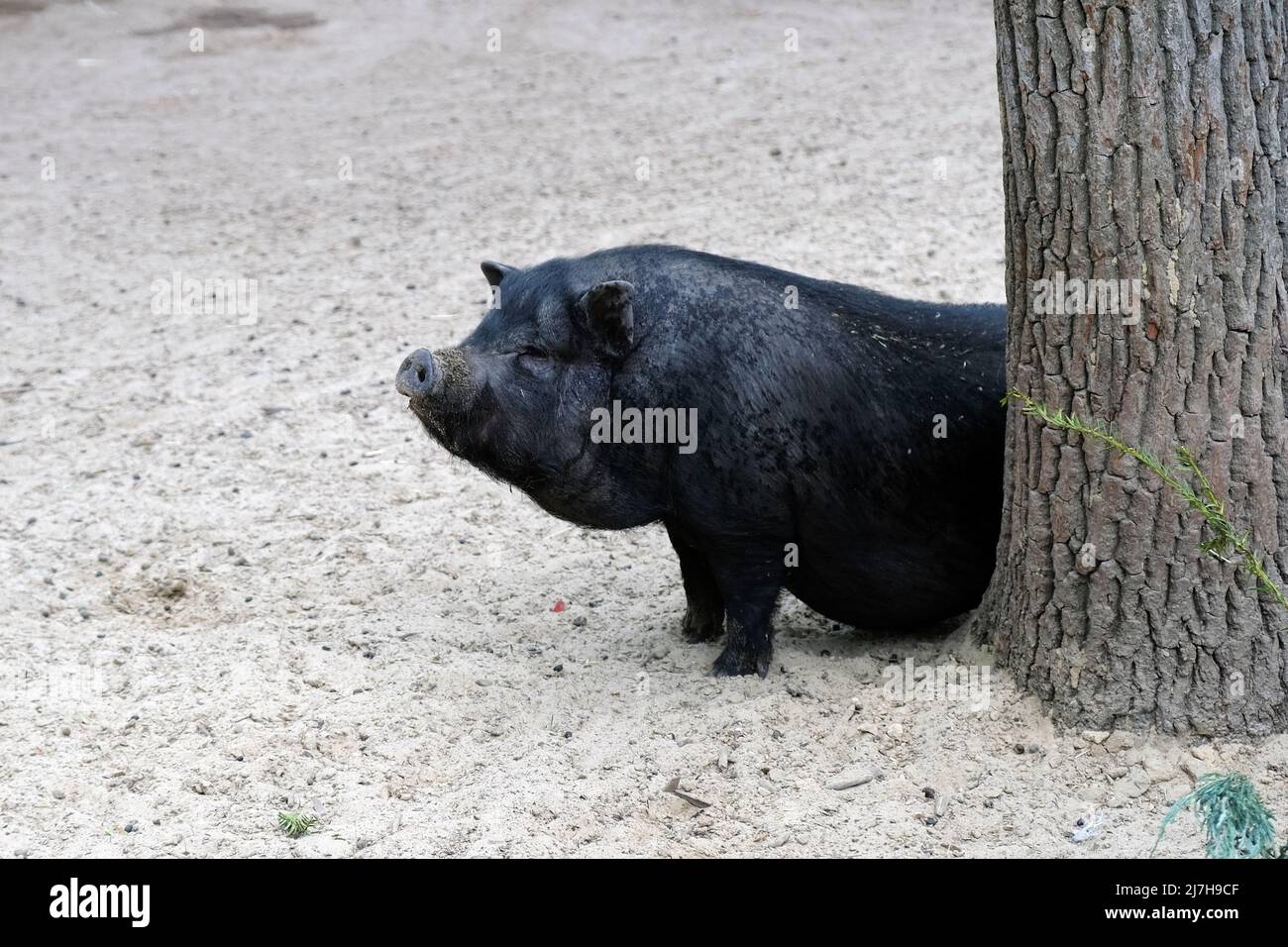 Un cochon noir regarde derrière un tronc d'arbre. Le cochon domestique noir se repose dans le zoo sous le soleil. Banque D'Images