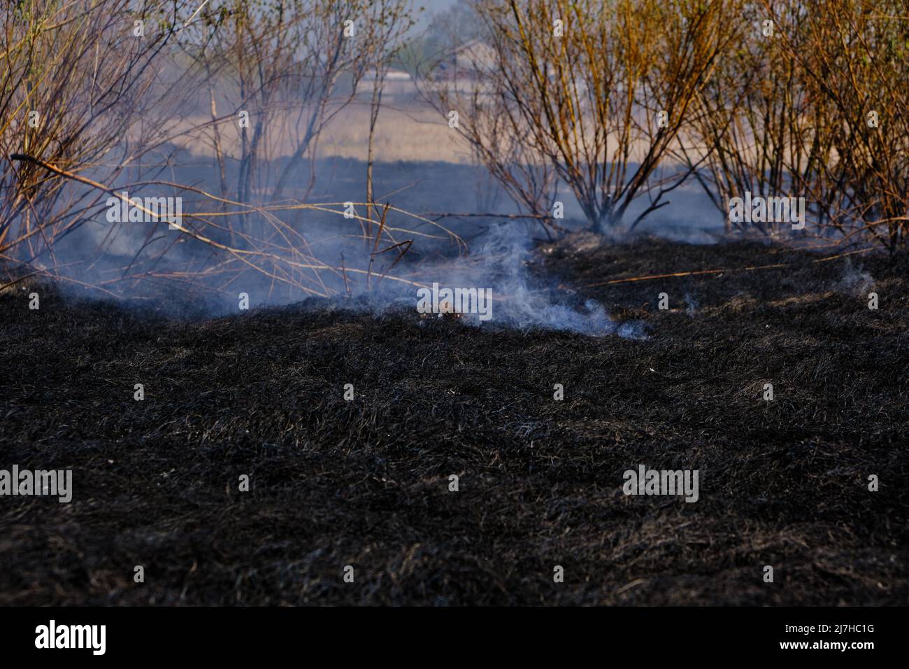 Fumer sur l'herbe brûlée noircie après le feu Banque D'Images