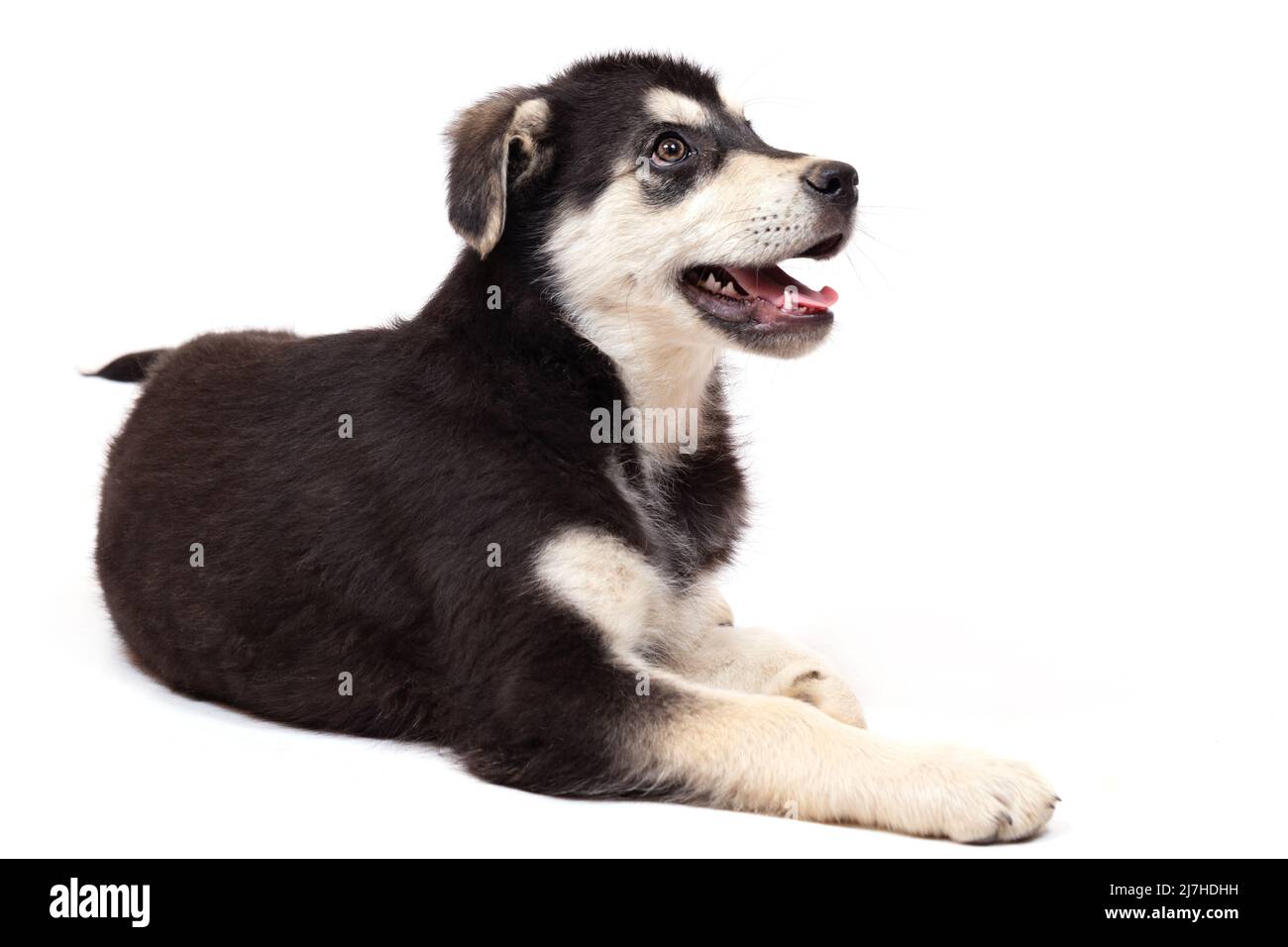 Un gros chiot demi-race d'un berger d'Europe de l'est pose en studio. Couleur noire avec des marques marron clair, isolée sur un fond blanc Banque D'Images