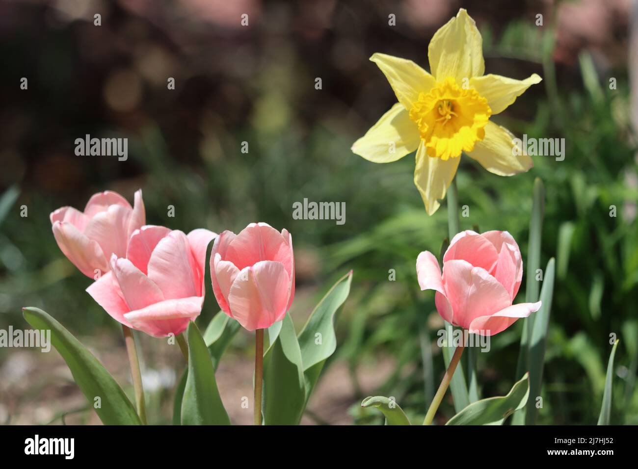 Une jonquille et quatre tulipes roses au printemps Banque D'Images