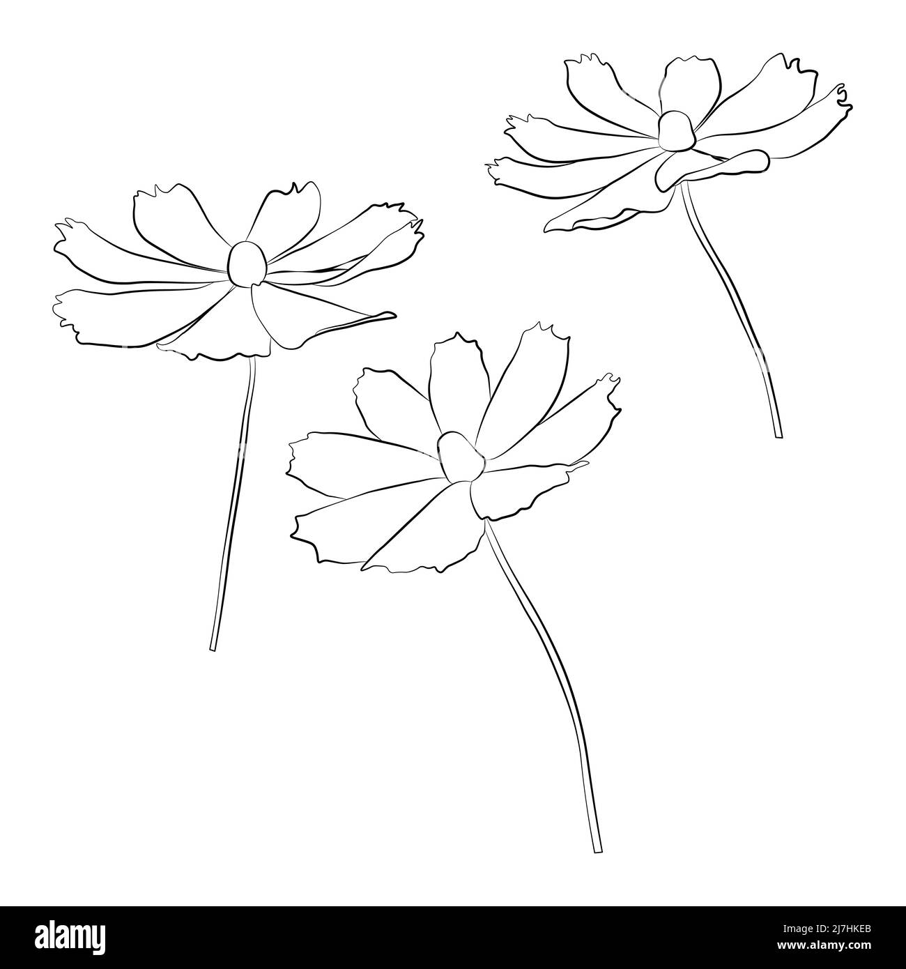 Ensemble de vecteur de branche de fleur cosmos illustration simple isolée sur fond blanc. Version esquissée dessinée à la main. Vecteur floral pour colorier Illustration de Vecteur