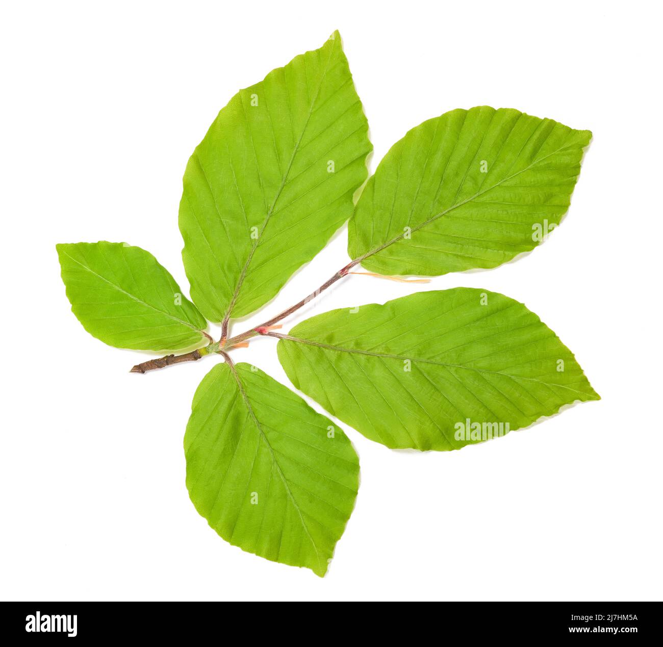 Hêtre branche avec feuilles isolées sur fond blanc Banque D'Images