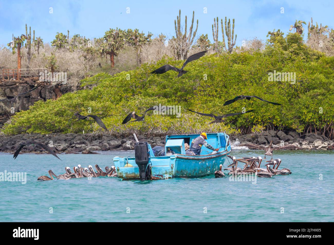 Pélicans et magnifiques oiseaux frégates, Fregata se magnifie, survolant les pêcheurs sur le bateau nettoyant leurs prises au large de l'île de Santa Cruz, Galapagos Banque D'Images